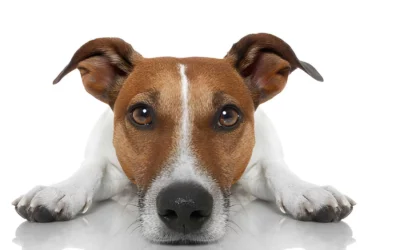 Comportement d’un animal : comment sa sensibilité peut révéler une fuite invisible !